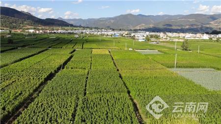 云南昌宁县:冬早蔬菜抢鲜上市_腾讯新闻