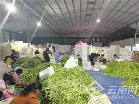 云南昌宁县:冬早蔬菜抢鲜上市_腾讯新闻