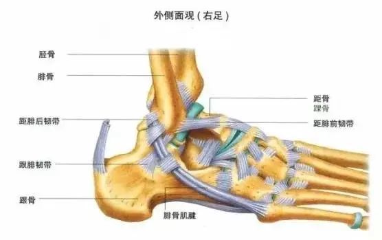 慢跑后脚踝痛是什么原因经常跑步的人这几个动作建议每天一次