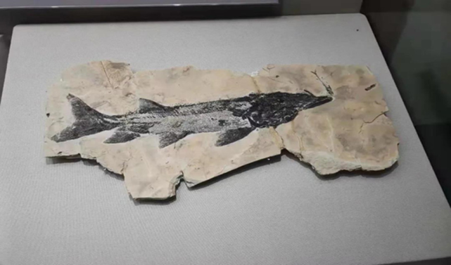 探索之旅,依次参观了一层展厅的序厅,3d影院,休闲区,燕辽生物群展区