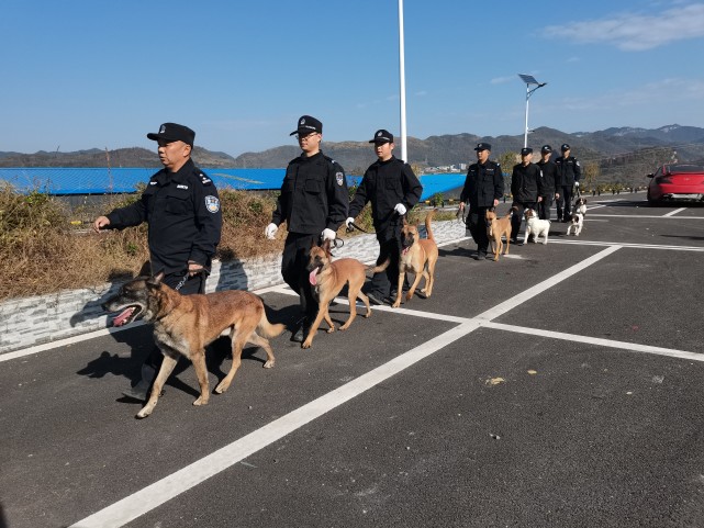 他们与警犬在一起的时间超过50000小时,看一级"功勋犬"是如何炼成的?