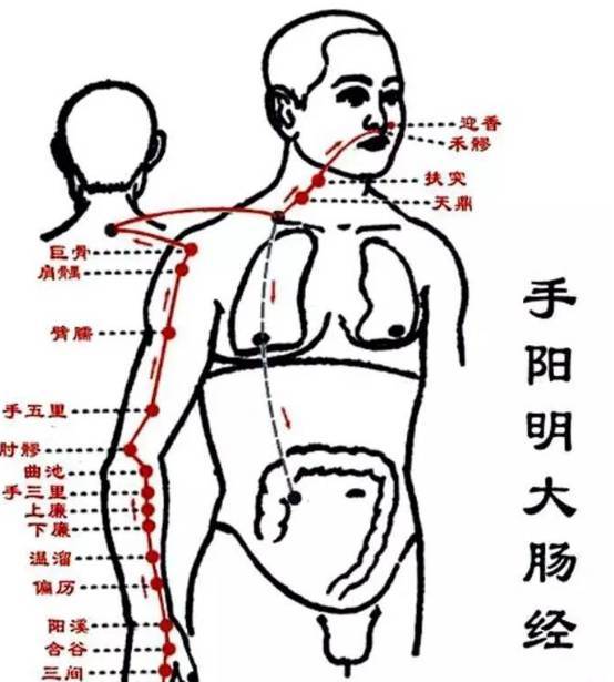 手阳明大肠经是人体治疗便秘,腹泻最好的一条经络,起于食指的商阳穴止