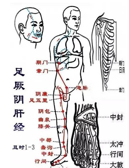 第五条:肝经