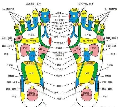 将脚底面向自己,把足趾向上翻起,就会发现一条硬筋从脚底浮现出来,这