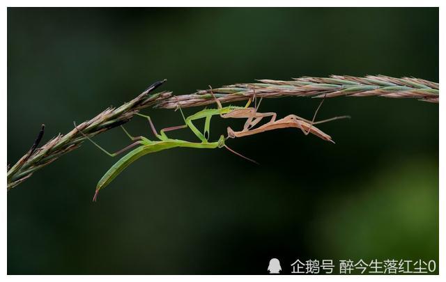 螳螂,一个我们所熟知,却又陌生的昆虫顶尖杀手