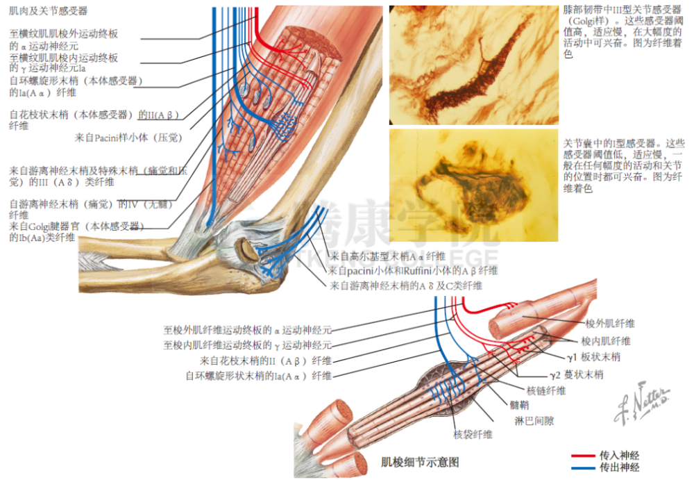 神经解剖学肌肉关节感受器和肌梭