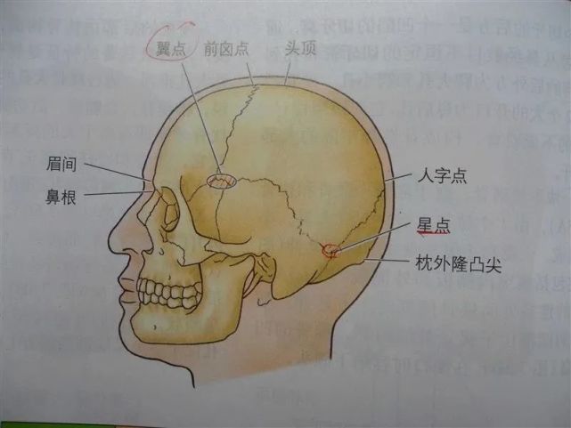 17 上项线 由枕外隆突凸向外侧至乳突的半弧形骨嵴,为胸锁乳突肌和