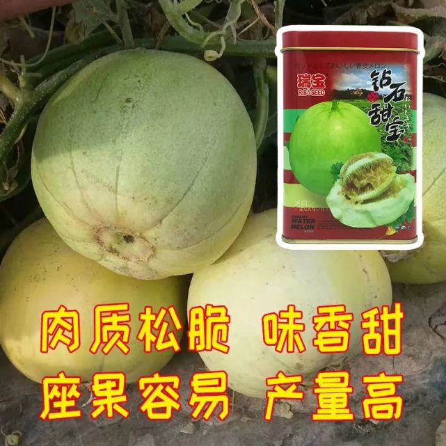 好吃的甜瓜品种!丰产性好,坐果容易!肉质松脆,味香甜