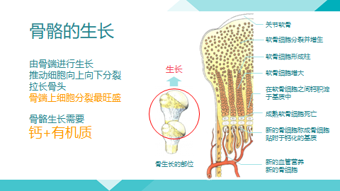 向下分裂让骨头拉长,骨骼生长它不完全是钙,有钙但是更多的是有机质