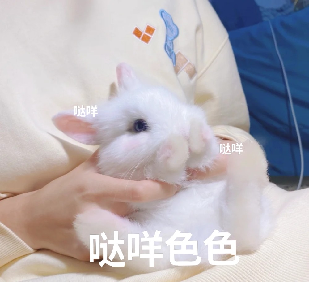 兔兔可爱表情包|我还是只小兔兔
