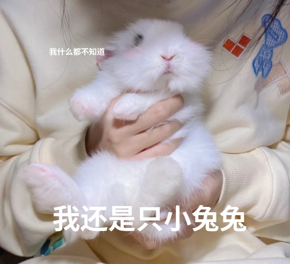 兔兔可爱表情包|我还是只小兔兔