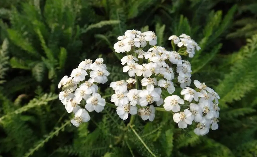 每日一 花 11.26:西洋蓍草