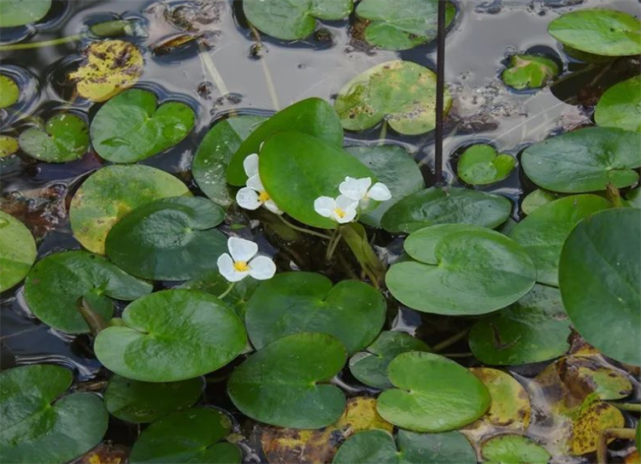 十种浮水植物,这些随波飘荡的绿色生命,多数普通人