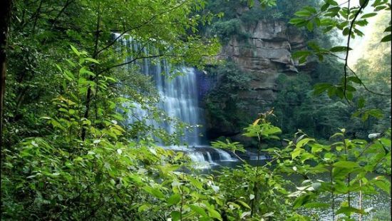 黄荆老林景区位于古蔺县,是原始森林公园保护单位,是著名的旅游胜地.