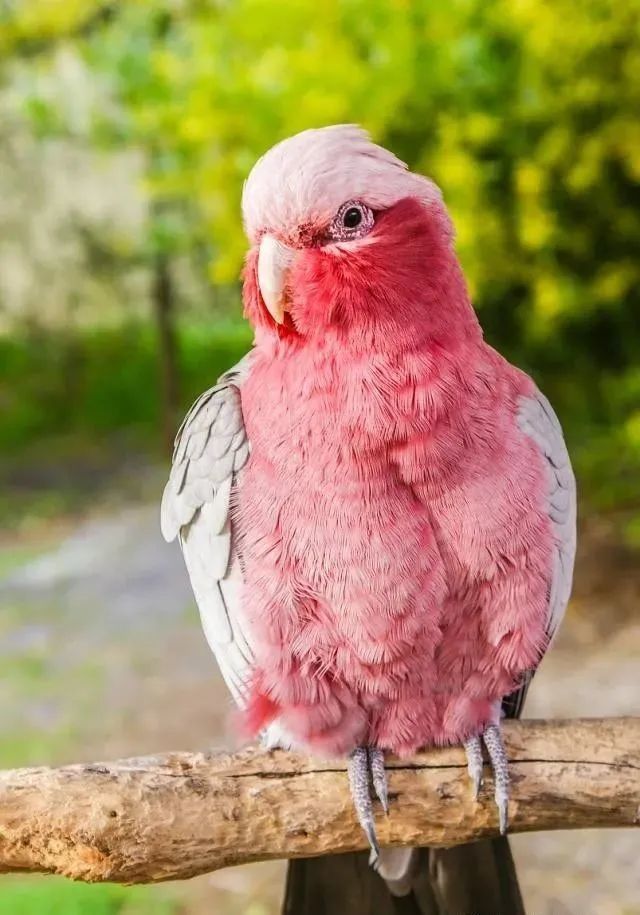鹦鹉小知识:粉红巴丹鹦鹉可以掌握人语,学习技能宠物高可玩性好,人工