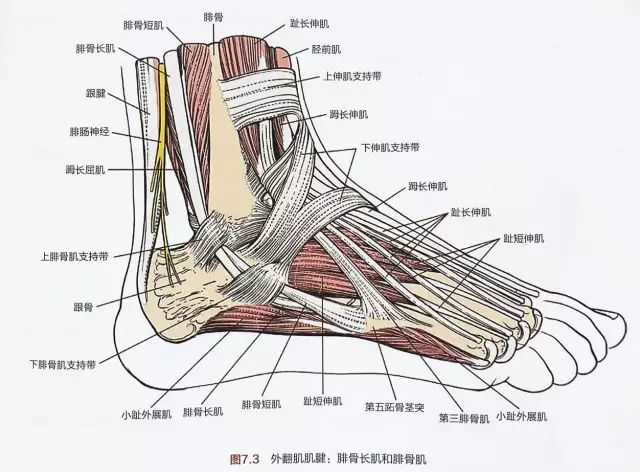 骨科精读详解11种踝关节手术入路图文结合轻松掌握