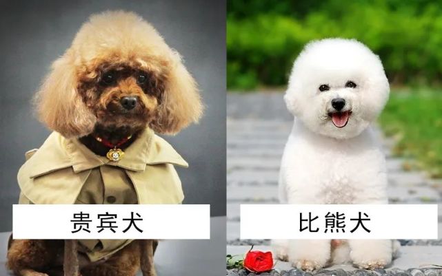 贵宾犬和比熊的区别?