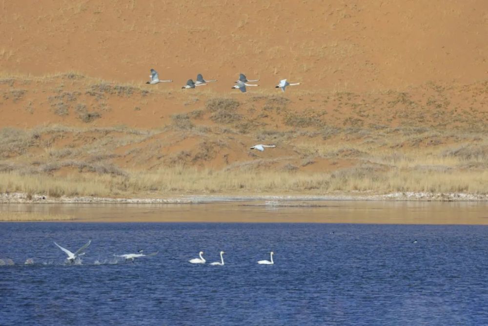11月22日,拍摄于腾格里沙漠天鹅湖.