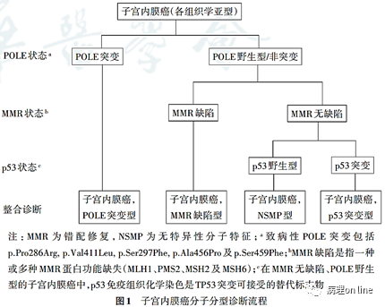 2017版who子宫内膜癌宫颈腺癌变化