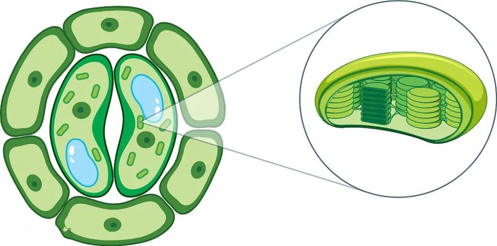 素材分享细胞器之间的分工合作叶绿体超清图分享