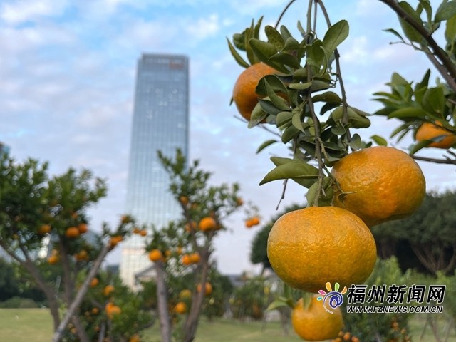 闽江两岸,橘子红了!今年可供科普采摘