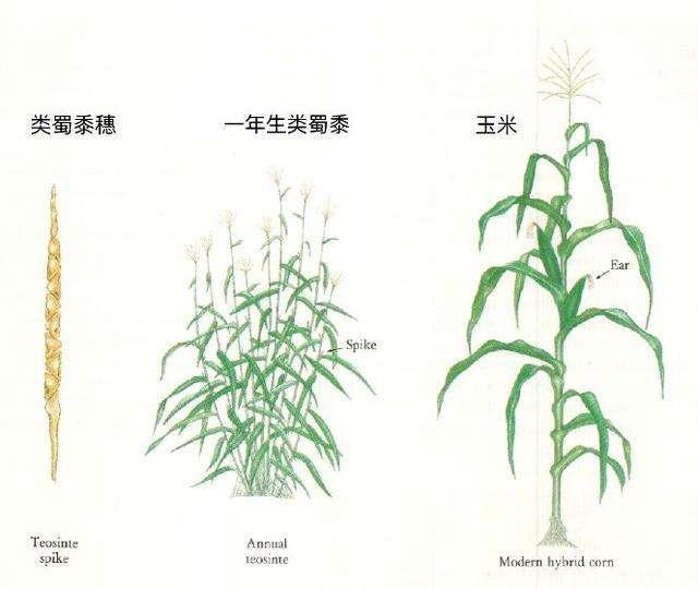 从狩猎转为农牧,人类的基因工程历史,转基因真的可怕吗?