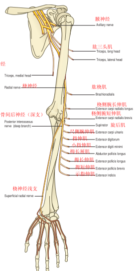 美图分享|最全 上肢神经分布及其支配肌肉