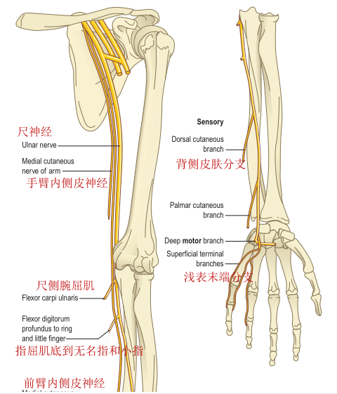 美图分享|最全 上肢神经分布及其支配肌肉