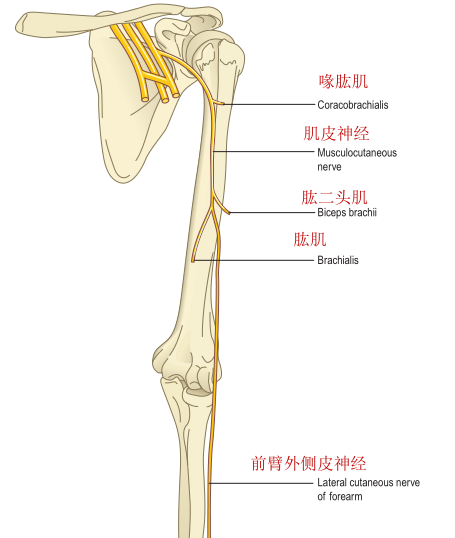 美图分享最全上肢神经分布及其支配肌肉