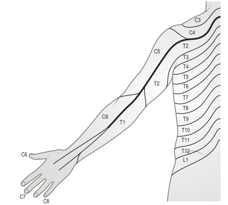 美图分享最全上肢神经分布及其支配肌肉