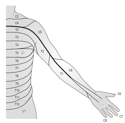 美图分享|最全 上肢神经分布及其支配肌肉