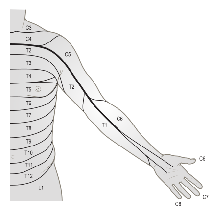 美图分享最全上肢神经分布及其支配肌肉