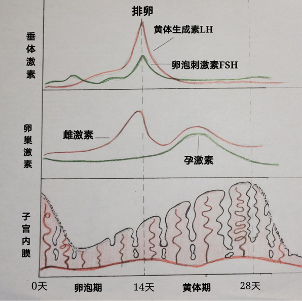 从下图的月经周期,卵巢周期及性激素分泌曲线,大家可以了解下人体这个