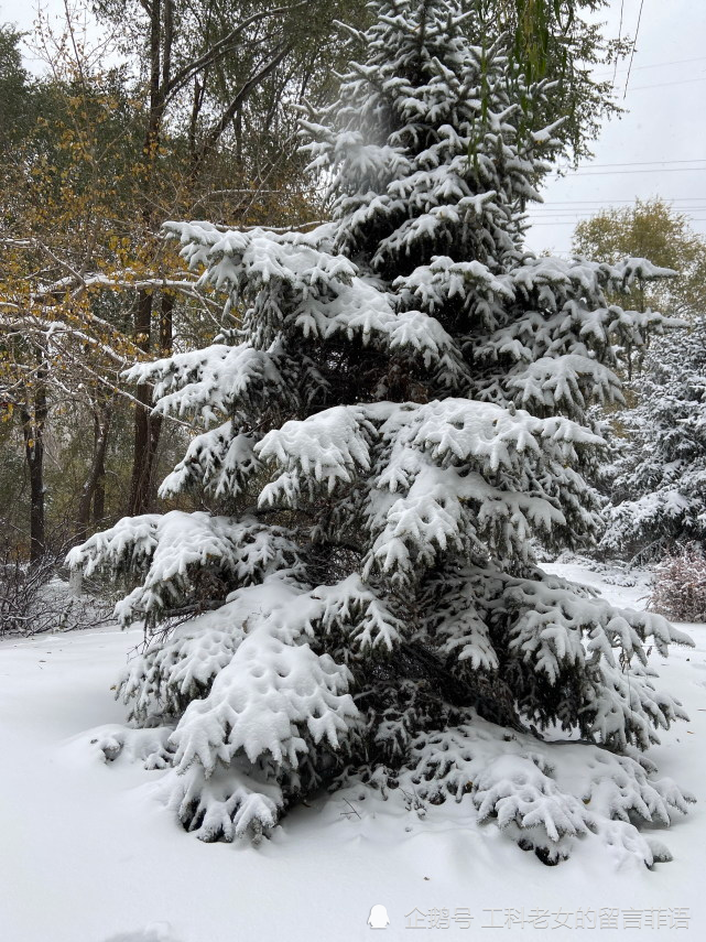 沈阳:大雪压青松