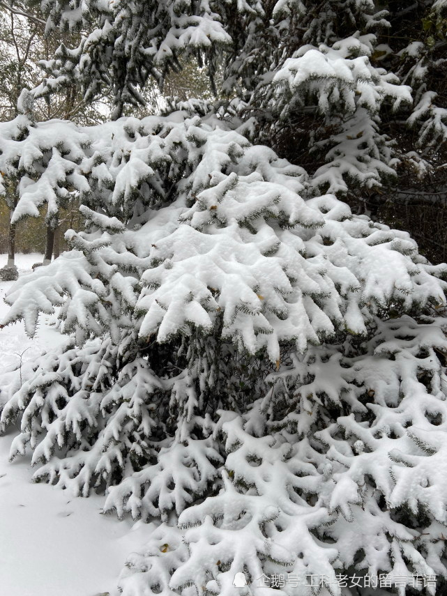 沈阳:大雪压青松