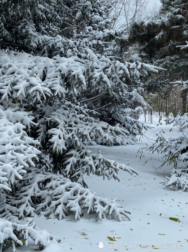 沈阳:大雪压青松