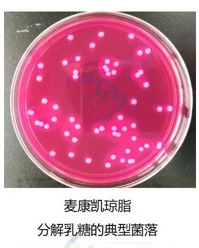 该培养基中含有牛胆盐和结晶紫,可抑制革兰氏阳性菌的生长,细菌发酵