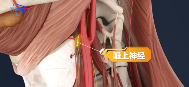 甲状腺手术中的生命线|动脉与喉神经的关系
