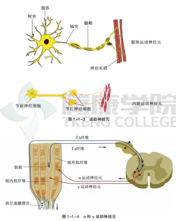 神经元胞体位于脑干,脊髓或背根神经节.