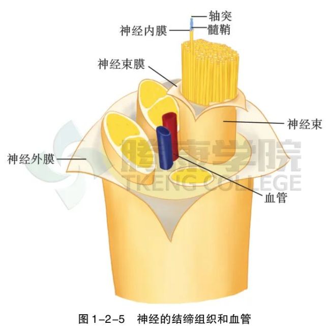 a6神經(jīng)網(wǎng)絡(luò)權(quán)值直接確定法_rbf神經(jīng)網(wǎng)絡(luò)中心 方差 權(quán)值可以取負(fù)數(shù)嗎_a6神經(jīng)網(wǎng)絡(luò)權(quán)值直接確定法