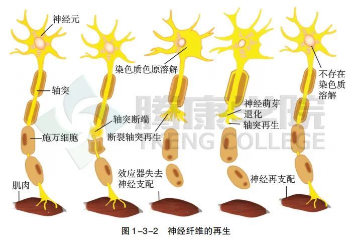 3 周,该神经元胞体及其纤维出现结构和功能的修复,称为神经纤维的再生