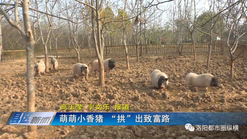 孟津：萌萌小香猪 “拱”出致富路