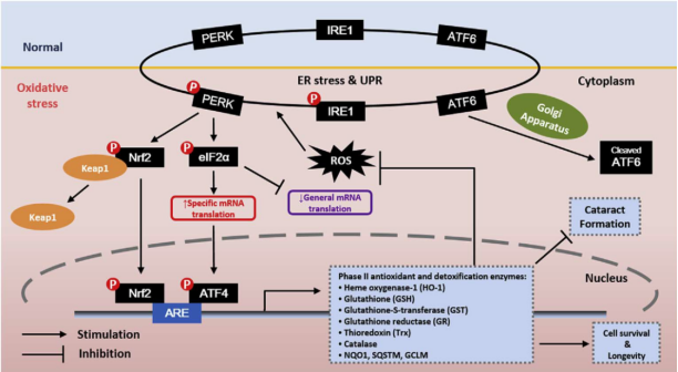 keap-1/nrf2是ho-1的上游调控分子.