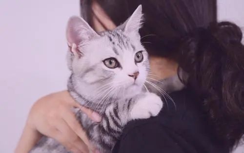 萌宠课堂想撸猫先学会抱猫正确的抱猫姿势你真的知道吗