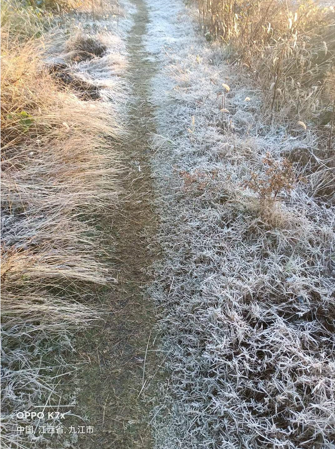 今天早上湖口农村竟然到处都是一片雪白你有多久没见过了