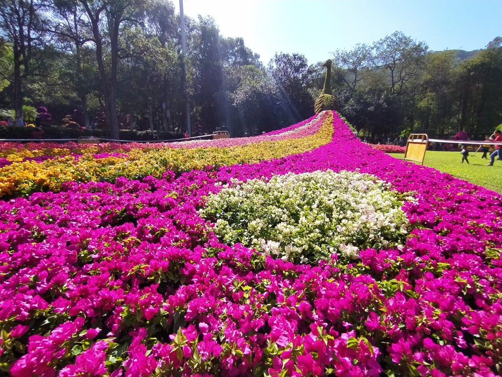 邂逅最美花海!2021广州簕杜鹃花展绚丽开幕