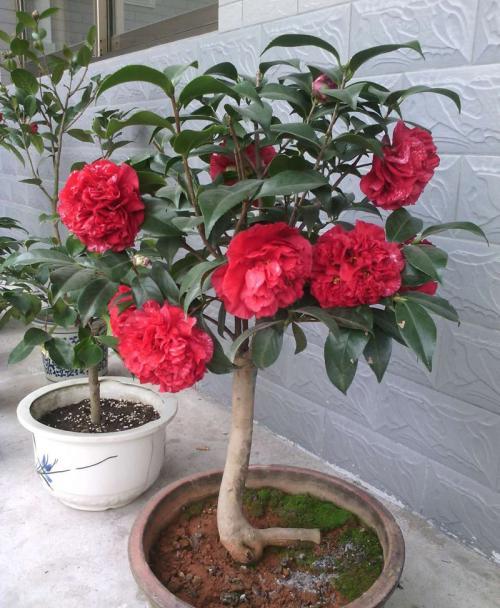 其他茶花让让道茶花女王来袭花瓣大如盘太美了