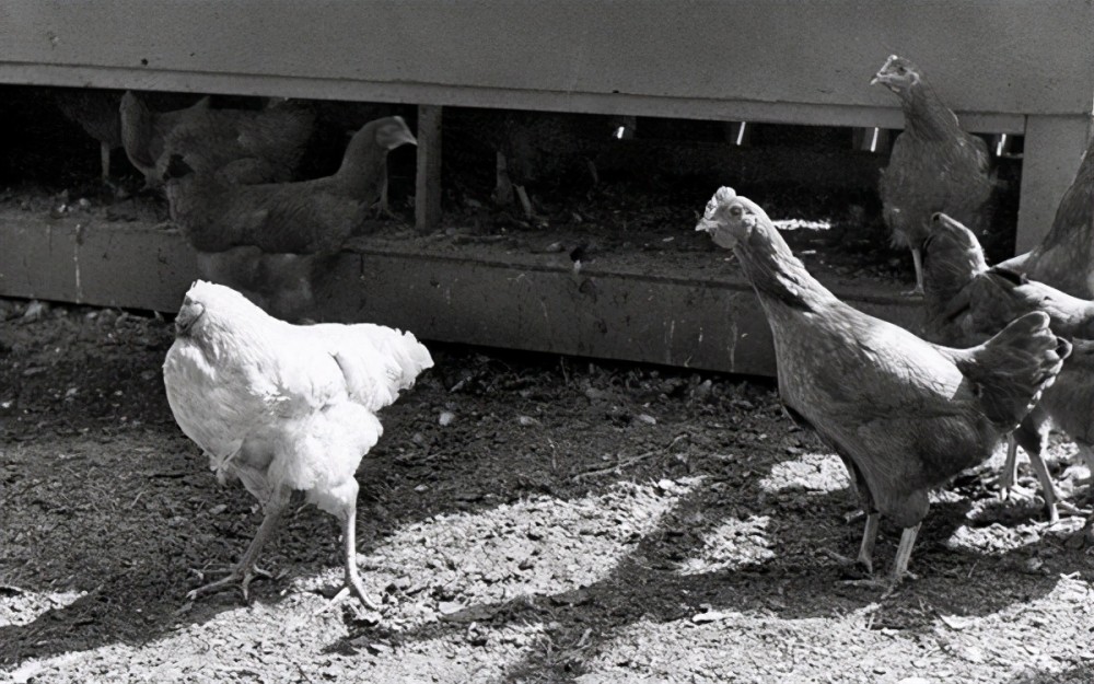 一只传奇鸡,被斩首后仍存活,登 时代 杂志,在巡演中出现意外