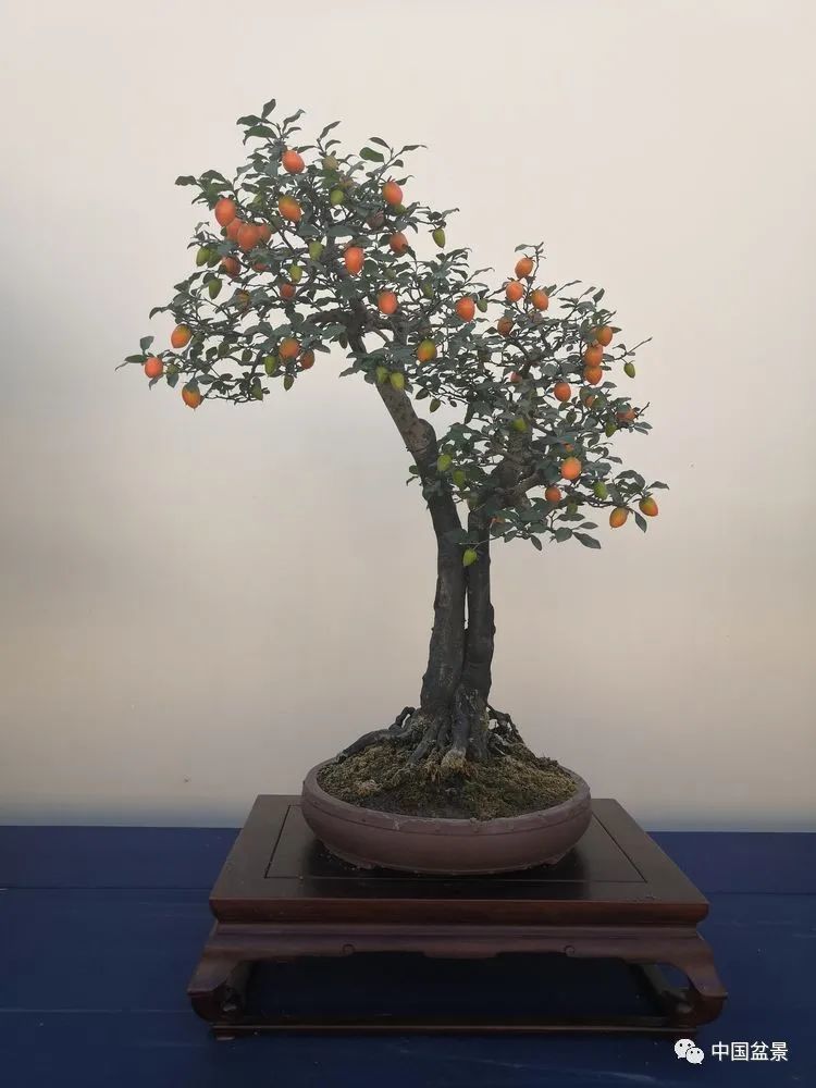 老鸦柿盆景,秋天不能拒绝的诱惑!