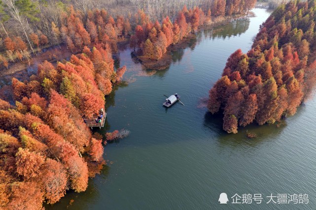 冬日时节,位于江苏省盱眙县天泉湖"水上森林"景区的红杉林枝叶飘红